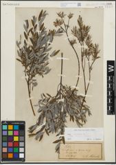 Foto von Salix repens subsp. rosmarinifolia (L.) Andersson